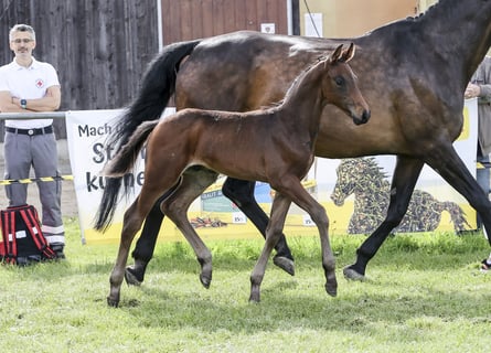 Tysk sporthäst, Hingst, Föl (05/2024), Brun