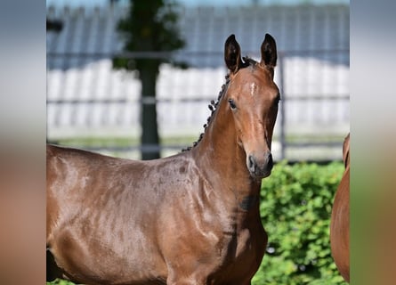 Tysk sporthäst, Hingst, Föl (04/2024), Brun