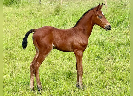 Tysk sporthäst, Hingst, Föl (05/2024), Brun