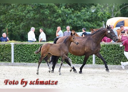 Tysk sporthäst, Hingst, Föl (04/2024), Mörkbrun