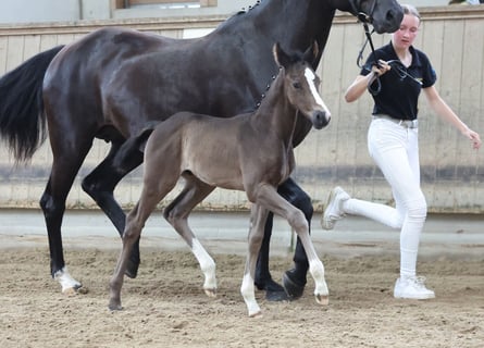 Tysk sporthäst, Hingst, Föl (05/2024), Mörkbrun