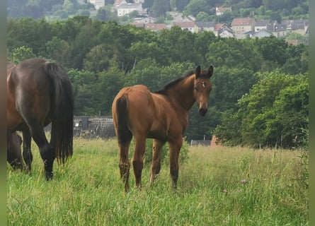 Tysk sporthäst, Hingst, Föl (03/2024), Mörkbrun