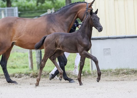 Tysk sporthäst, Hingst, Föl (05/2024), Rökfärgad svart