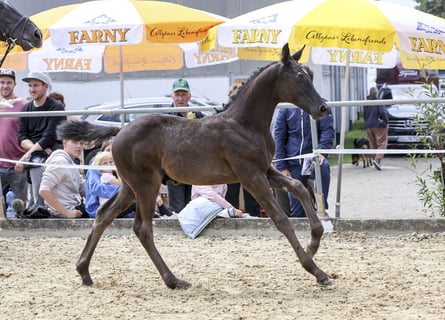 Tysk sporthäst, Hingst, Föl (04/2024), Svart