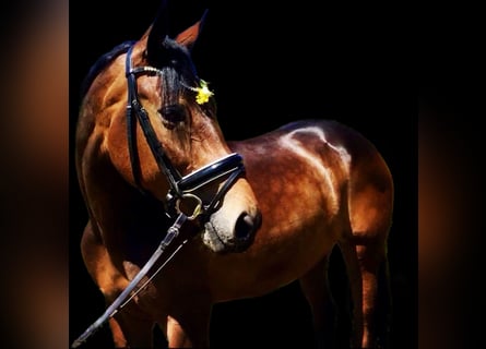 Tysk sporthäst, Sto, 11 år, 170 cm, Brun