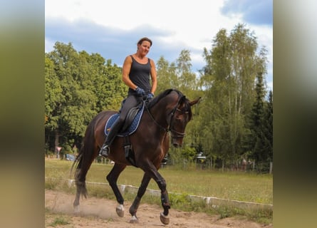 Tysk sporthäst, Sto, 12 år, 167 cm, Brun