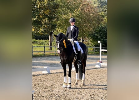 Tysk sporthäst, Sto, 13 år, 170 cm, Rökfärgad svart