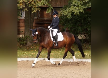 Tysk sporthäst, Sto, 14 år, 171 cm, Brun