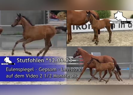 Tysk sporthäst, Sto, 1 år, 170 cm, Mörkbrun