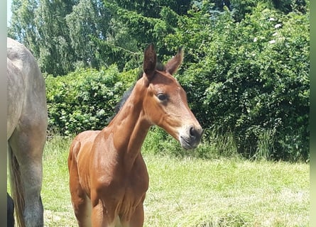 Tysk sporthäst, Sto, 1 år, 174 cm, Brun