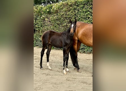 Tysk sporthäst, Sto, 1 år, Brun