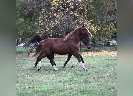 Tysk sporthäst, Sto, 2 år, 170 cm, Fux