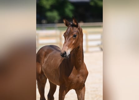 Tysk sporthäst, Sto, 2 år, Mörkbrun