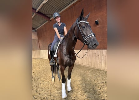 Tysk sporthäst, Sto, 3 år, 168 cm, Rökfärgad svart