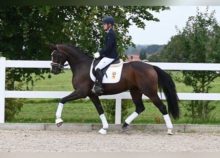 Tysk sporthäst, Sto, 3 år, 172 cm, Mörkbrun