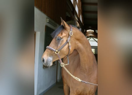 Tysk sporthäst, Sto, 4 år, 160 cm, Brun