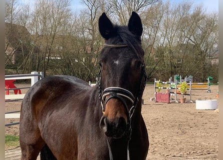 Tysk sporthäst, Sto, 4 år, 160 cm, Mörkbrun