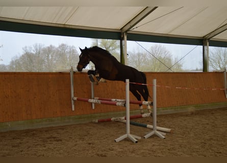 Tysk sporthäst, Sto, 4 år, 165 cm, Mörkbrun