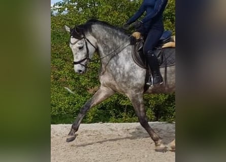 Tysk sporthäst, Sto, 4 år, 166 cm, Grå