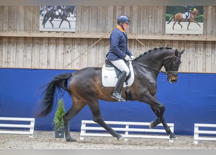 Tysk sporthäst, Sto, 4 år, 174 cm, Mörkbrun