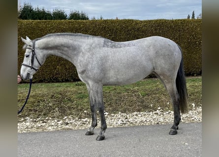 Tysk sporthäst, Sto, 5 år, 163 cm, Grå