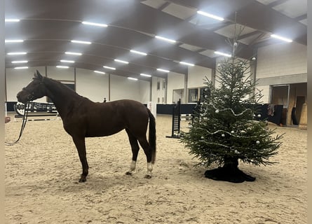 Tysk sporthäst, Sto, 5 år, 164 cm, fux