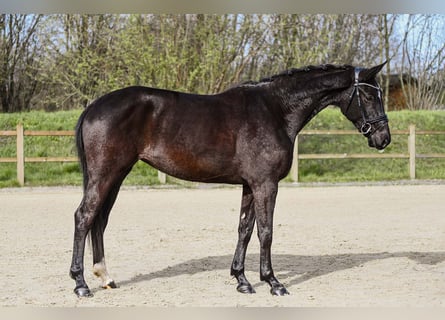 Tysk sporthäst, Sto, 5 år, 164 cm, Svart