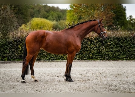 Deutsches Sportpferd, Stute, 5 Jahre, 168 cm, Brauner