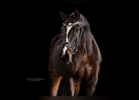 Tysk sporthäst, Sto, 5 år, 169 cm, Mörkbrun