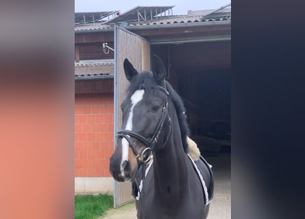 Tysk sporthäst, Sto, 5 år, 170 cm, Svart