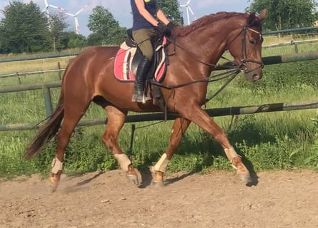 Tysk sporthäst, Sto, 5 år, 173 cm, fux