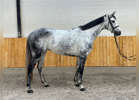 Tysk sporthäst, Sto, 6 år, 166 cm, Gråskimmel