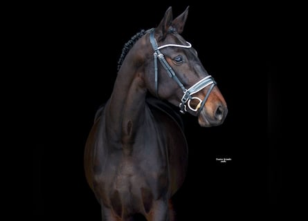 Tysk sporthäst, Sto, 6 år, 168 cm, Rökfärgad svart