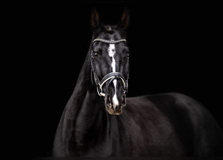 Tysk sporthäst, Sto, 6 år, 169 cm, Svart