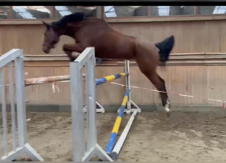 Tysk sporthäst, Sto, 6 år, 170 cm, Brun