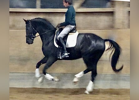 Tysk sporthäst, Sto, 6 år, 170 cm, Svart
