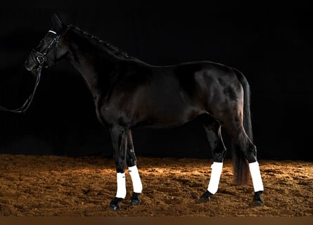 Tysk sporthäst, Sto, 7 år, 164 cm, Rökfärgad svart