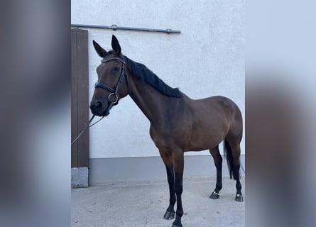 Tysk sporthäst, Sto, 7 år, 166 cm, Brun