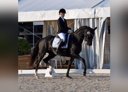 Tysk sporthäst, Sto, 7 år, 166 cm, Svart