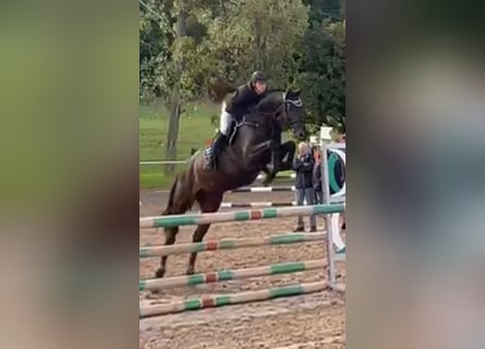 Tysk sporthäst, Sto, 7 år, 167 cm, Rökfärgad svart