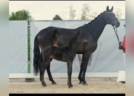 Deutsches Sportpferd, Stute, 7 Jahre, 172 cm, Dunkelbrauner