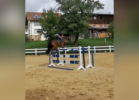 Tysk sporthäst, Sto, 8 år, 165 cm, Brun