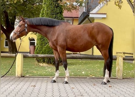 Tysk sporthäst, Sto, 8 år, 168 cm, Brun