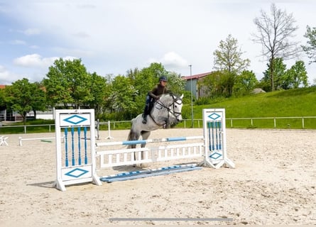 Tysk sporthäst, Sto, 8 år, 174 cm, Grå