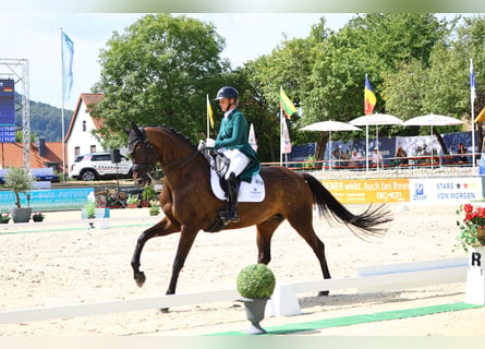 Deutsches Sportpferd, Stute, 8 Jahre, 174 cm, Dunkelbrauner