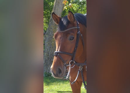 Tysk sporthäst, Sto, 9 år, 169 cm, Brun