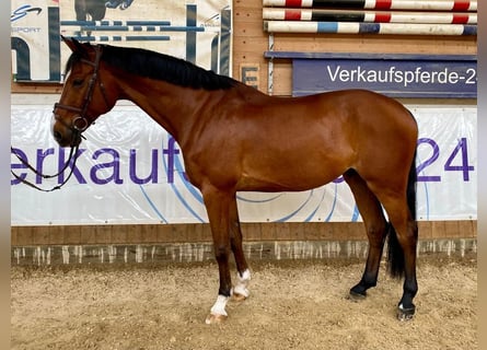 Tysk sporthäst, Valack, 10 år, 169 cm, Brun