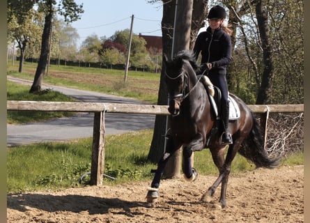 Tysk sporthäst, Valack, 10 år, 172 cm, Mörkbrun