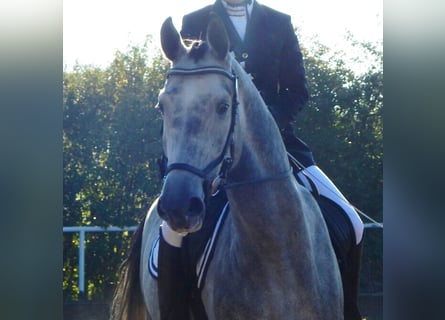 Tysk sporthäst, Valack, 13 år, 170 cm, Grå