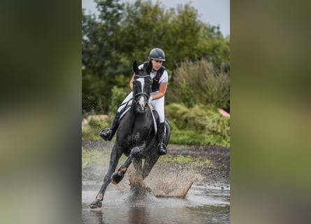 Tysk sporthäst, Valack, 15 år, 170 cm, Svart